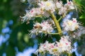 Bee on a Chesnut tree flower. Slovakia