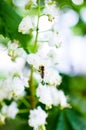 Bee on chestnut tree flowers Royalty Free Stock Photo