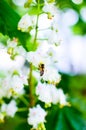 Bee on chestnut tree flowers Royalty Free Stock Photo