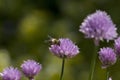 Bee on Chives Allium Schoenoprasum in flower, in a Royalty Free Stock Photo