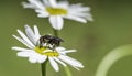 Bee on Chrysanthemum leucanthemum