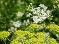 Bee on cicuta blossomin flower