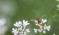 Bee on cilantro flowers over deep green bokeh. Royalty Free Stock Photo