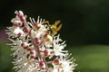 Bee on Cimicifuga Flower