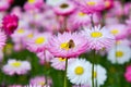 Bee Circling the Daisy Royalty Free Stock Photo