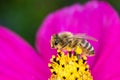 A bee clean itself after collecting nectar on a beautiful pink flower - macro shot Royalty Free Stock Photo
