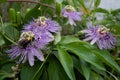 Bee clearly collecting pollen on its torso from blooming passionflower Royalty Free Stock Photo