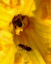 The bee climbed into a yellow pumpkin flower to collect honey and pollen