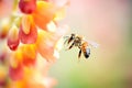 bee climbing on a snapdragon bloom Royalty Free Stock Photo