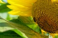 A bee clings to the textured brown center of a sunflower with vibrant yellow petals in the background Royalty Free Stock Photo