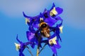 Bee close-up on a blue flower against a blue cloudless sky Royalty Free Stock Photo