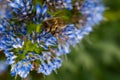 Bee on blue flower Echium candicans Fastuosum