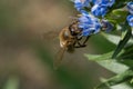 Bee on an Echium candicans Fastuosum