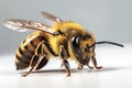 bee close up macro shot on a white surface insect of honey closeup, bee with pollen super close-up