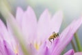 Bee close-up on pink lotus flower leaf