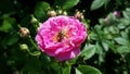 Bee close up pollination on a link flower