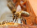 Bee close up sitting on a frame in a beehive Royalty Free Stock Photo