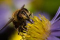 Bee close up