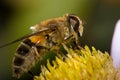 Bee close up