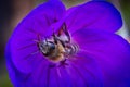 Bee Closeup getting out of a flower Royalty Free Stock Photo