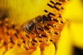 Bee closeup in sunflower Royalty Free Stock Photo