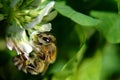 Bee on a clover