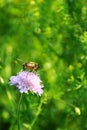 Bee on a clover flower Royalty Free Stock Photo