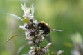 Bee colecting polen from a Greater burdock Arctium lappa flower Royalty Free Stock Photo