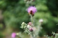 Bee colecting polen from a Greater burdock Arctium lappa flower Royalty Free Stock Photo