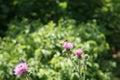 Bee colecting polen from a Greater burdock Arctium lappa flower Royalty Free Stock Photo