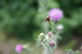 Bee colecting polen from a Greater burdock Arctium lappa flower Royalty Free Stock Photo