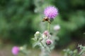 Bee colecting polen from a Greater burdock Arctium lappa flower Royalty Free Stock Photo