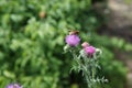 Bee colecting polen from a Greater burdock Arctium lappa flower Royalty Free Stock Photo