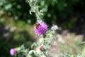 Bee colecting polen from a Greater burdock Arctium lappa flower Royalty Free Stock Photo