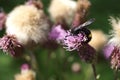 Bee colecting polen from a Greater burdock Arctium lappa flower Royalty Free Stock Photo