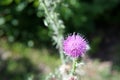 Bee colecting polen from a Greater burdock Arctium lappa flower Royalty Free Stock Photo