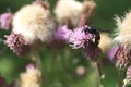 Bee colecting polen from a Greater burdock Arctium lappa flower Royalty Free Stock Photo