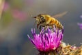 Bee colecting polen from a Greater burdock Arctium lappa flower closeup