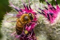 Bee colecting polen from a Greater burdock Arctium lappa flower closeup