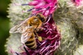 Bee colecting polen from a Greater burdock Arctium lappa flower closeup