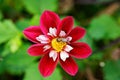 Bee on collarette dahlia Mary Evelyn vivid red bloom. Bokeh Royalty Free Stock Photo