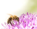 Bee collecing pollen on a giant onion flower Royalty Free Stock Photo