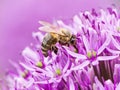 Bee collecing pollen on a giant onion flower Royalty Free Stock Photo