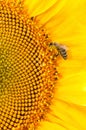 Bee collect nectar on big sunflowers flower Royalty Free Stock Photo