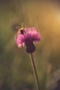 Bee collect pollen in field