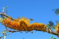 Southern Silky Oak flowering branch with bee flying by blue sky