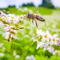 Bee collect pollen and nectar on buckwheat field Royalty Free Stock Photo