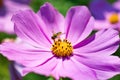 Bee collect pollen from pink flower Cosmos bipinnatus. Close-u Royalty Free Stock Photo