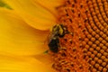 Bee Collect pollen on Sunflower Plant. Royalty Free Stock Photo