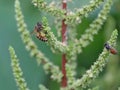 Bee collect the sweet nectar from Slender amaranth flowers.